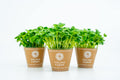 Microplante
